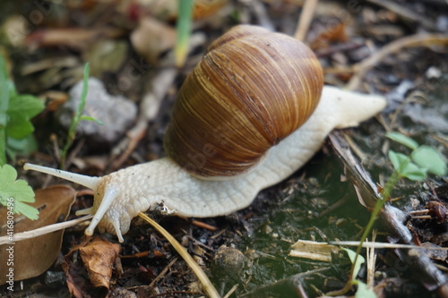 Big snail in the nature