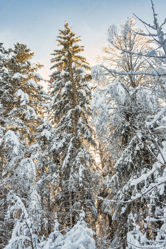 balade en forêt avec la neige et le soleil