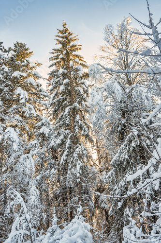 balade en forêt avec la neige et le soleil © Pyc Assaut