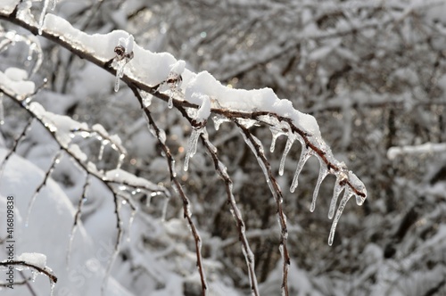 ice on the branches in winter