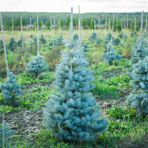 blue spruce edith in the field