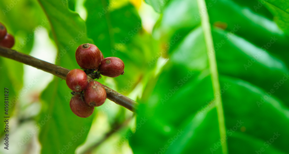 Fresh coffee beans on the coffee plant Fresh coffee beans on the coffee plant