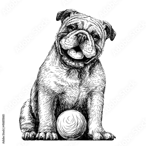 Bulldog with the ball. Black-and-white, graphic portrait of an English bulldog in a sketch style. Digital vector graphics.