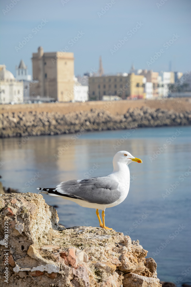 seagull on rock seagull on rock