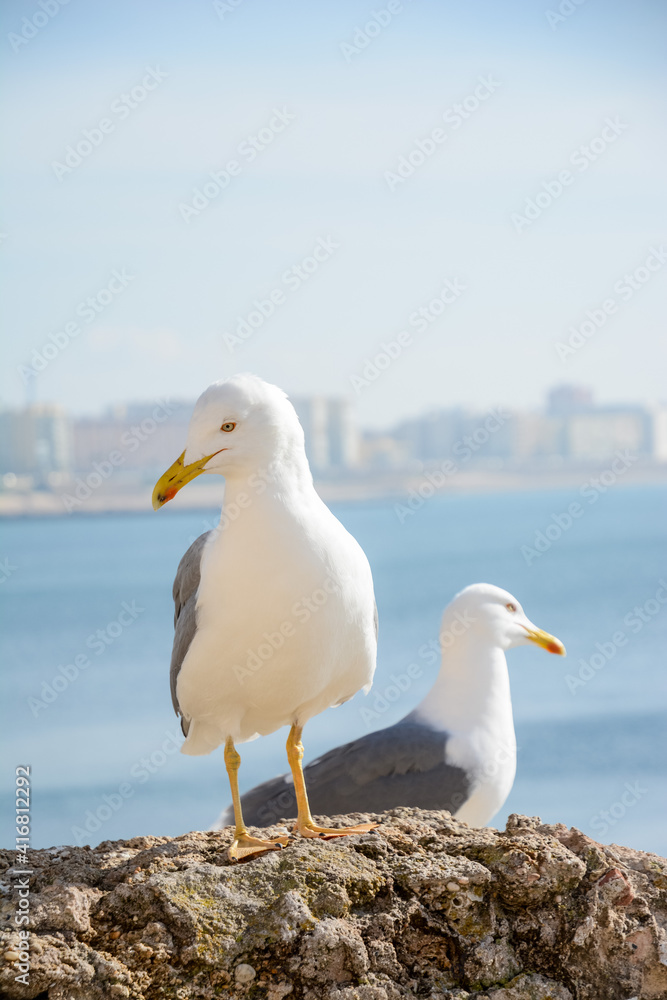 Obraz premium seagull on rock