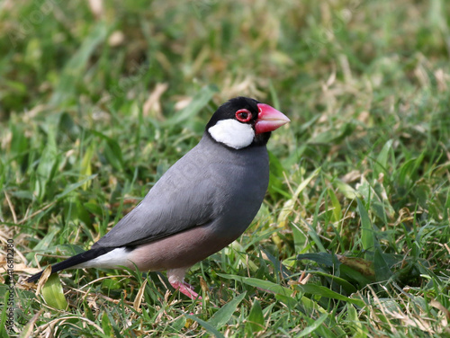 Java Sparrow in a Grassy Field