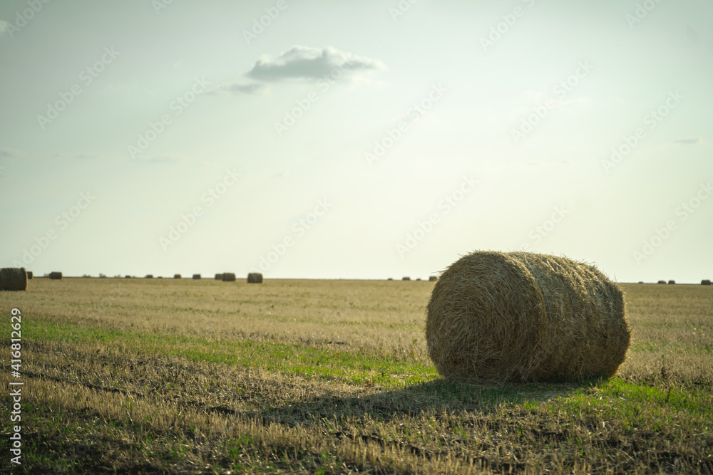 dry fields from which wheat has already been harvested, haystacks in the steppe