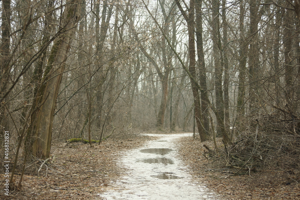 Fototapeta premium path in the forest