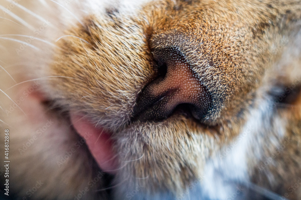 Nose of a feline predator animal close up. Macro photography