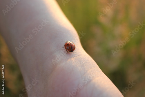 ladybird on a hand