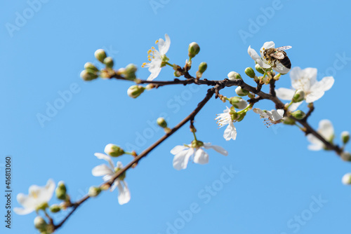 Tree branches with white flowers against blue sky.