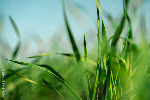 Green field grass in black ground against blue clear sky