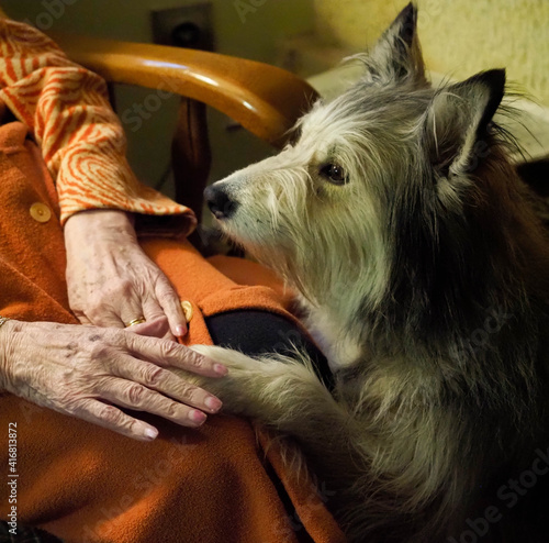 hands of a grandmother touching a dog
