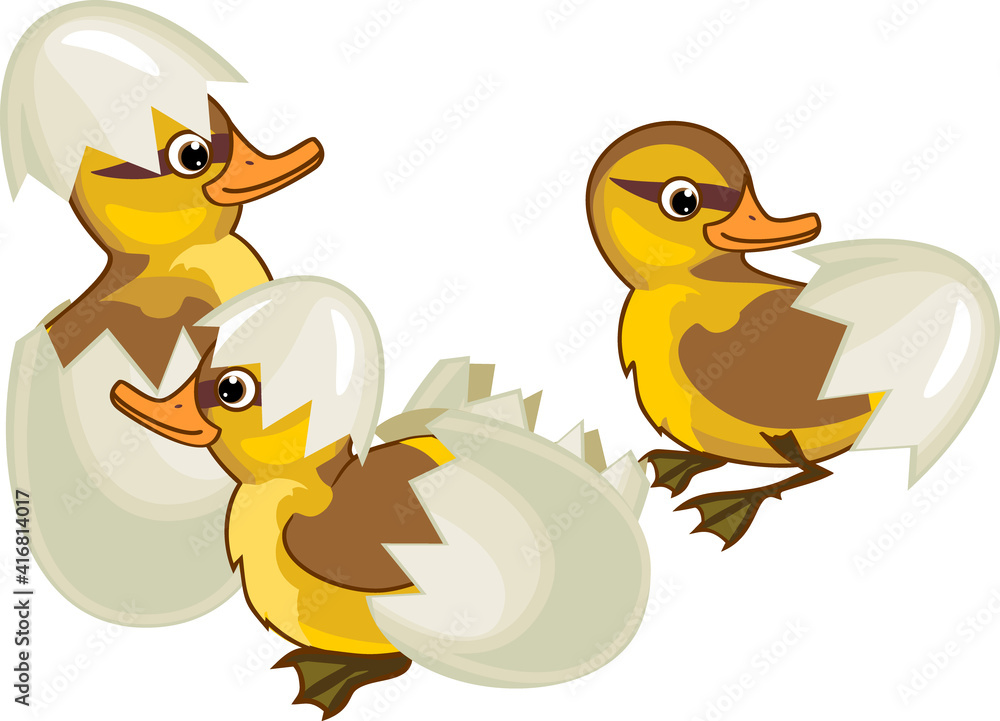 Ducklings mallard or wild duck (Anas platyrhynchos) with piece of eggshells isolated on white background Ducklings mallard or wild duck (Anas platyrhynchos) with piece of eggshells isolated on white background