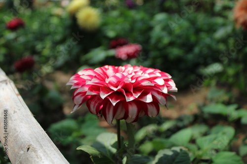 Double tone Dahlia flower