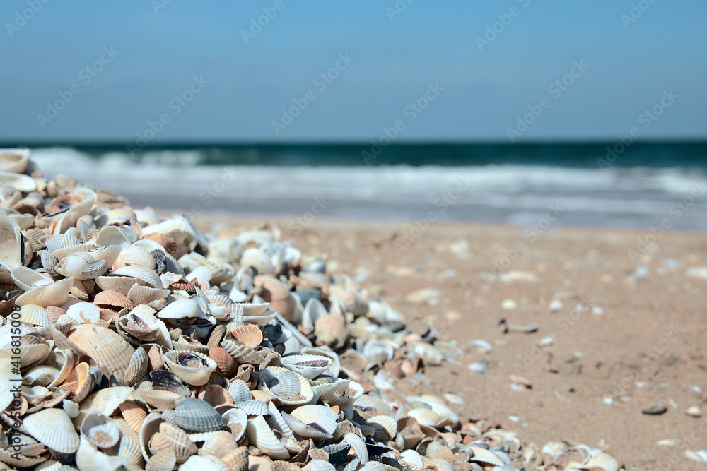 seashells seashells