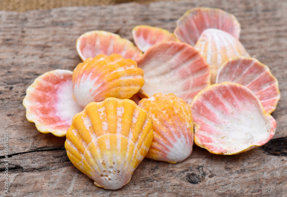 Hawaiian sunrise shells Hawaiian sunrise shells