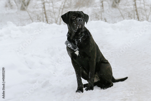 Fototapeta Naklejka Na Ścianę i Meble -  A large, black dog on the background of snow, Cane Corso.