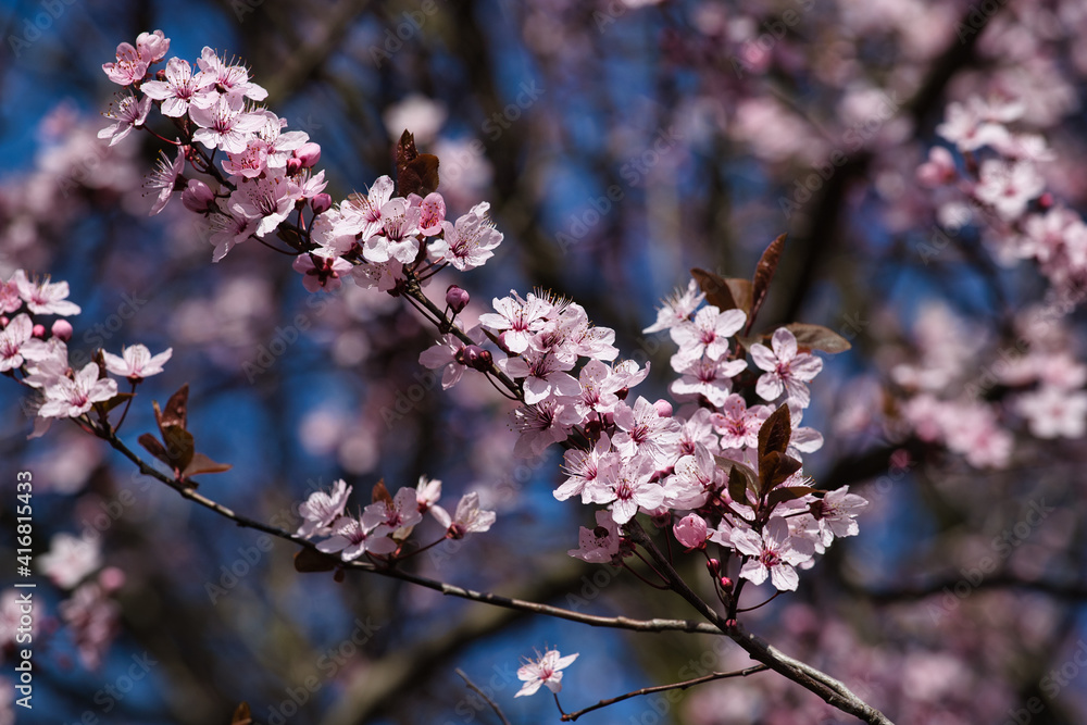 View of flowering pretty in pink bird cherry tree in the spring garden View of flowering pretty in pink bird cherry tree in the spring garden