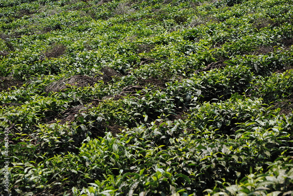 Champ de thé au Burundi en Afrique