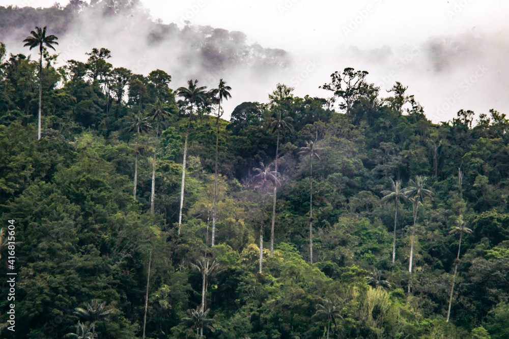 palm trees in the mountains - cocora valley palm trees in the mountains - cocora valley