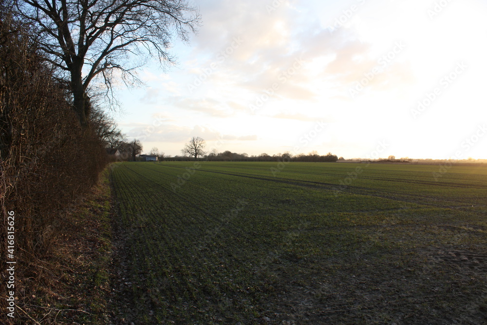 Obraz premium sunset over a fresh planted field