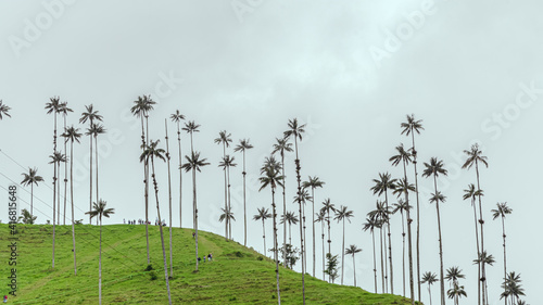 palm trees in the mountains - cocora valley