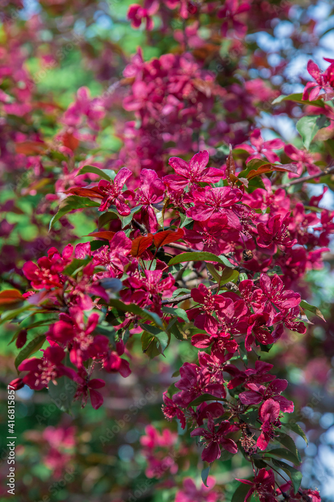 Apple trees in bloom. Blooming apple tree branch. Apple orchard in spring.
Apple trees in bloom. Blooming apple tree branch. Apple orchard in spring.
