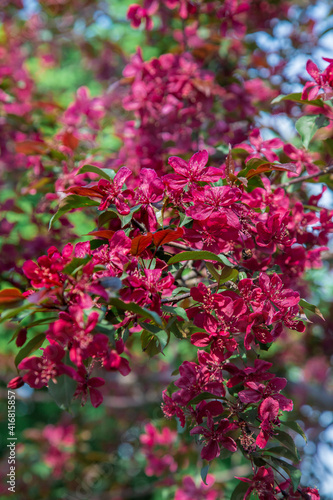 Wallpaper Mural Apple trees in bloom. Blooming apple tree branch. Apple orchard in spring.	
 Torontodigital.ca