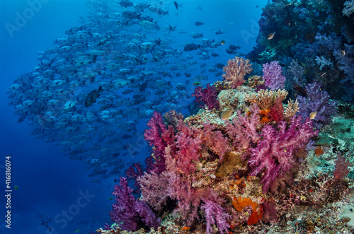 Fototapeta Naklejka Na Ścianę i Meble -  Fiji. Reef with coral and black snapper fish.