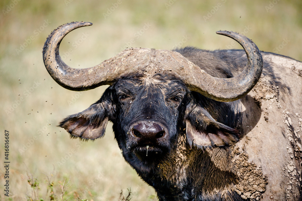 Fototapeta premium Kenia 