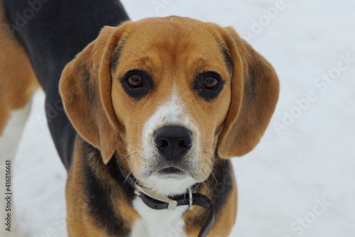 small brown dog beagle head in the street on a background of white snow