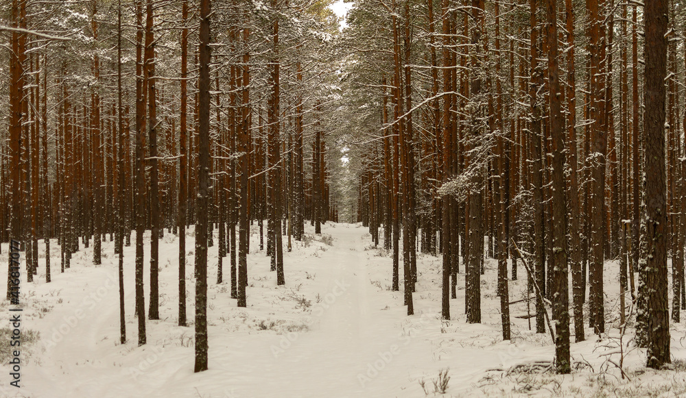 Fototapeta premium snow-covered forest in winter