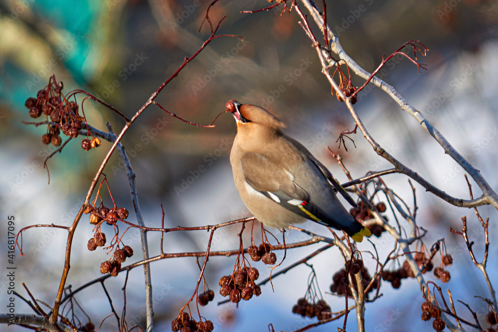 Naklejka premium Bohemian Waxwing with a berry in its beak. Bird of the Waxwing eating a berry cranberry