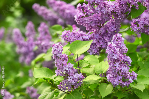 Branch of blooming lilacs in the garden in spring