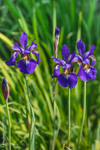 Iris in the garden.