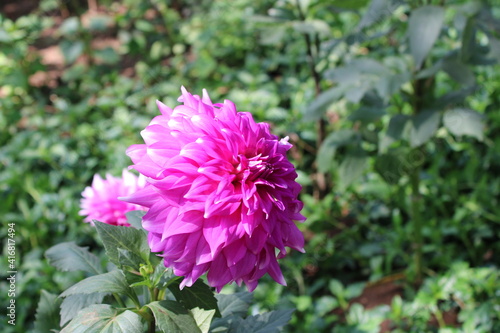 Pink Dahlia shining in sunlight