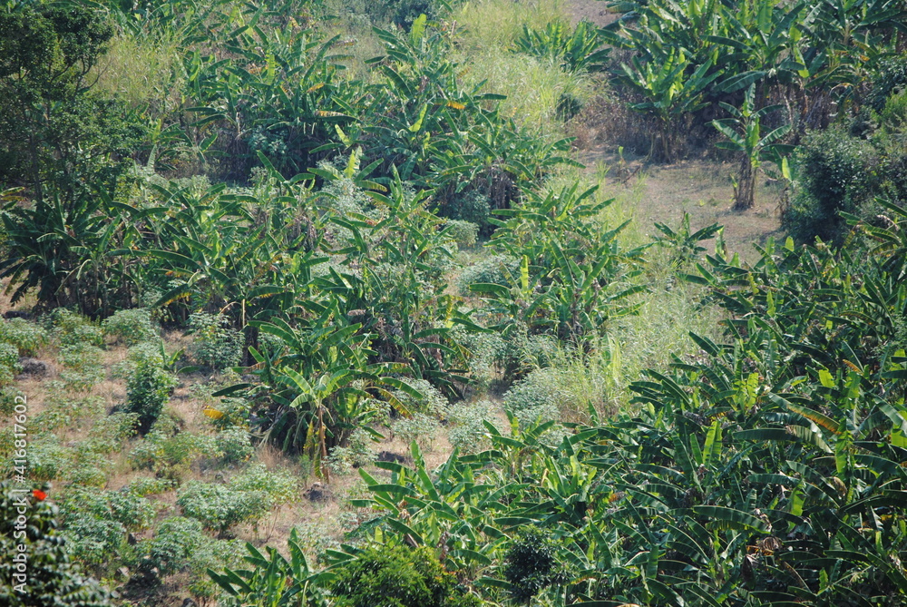 Bananiers dans la campagne du Burundi en Afrique Bananiers dans la campagne du Burundi en Afrique