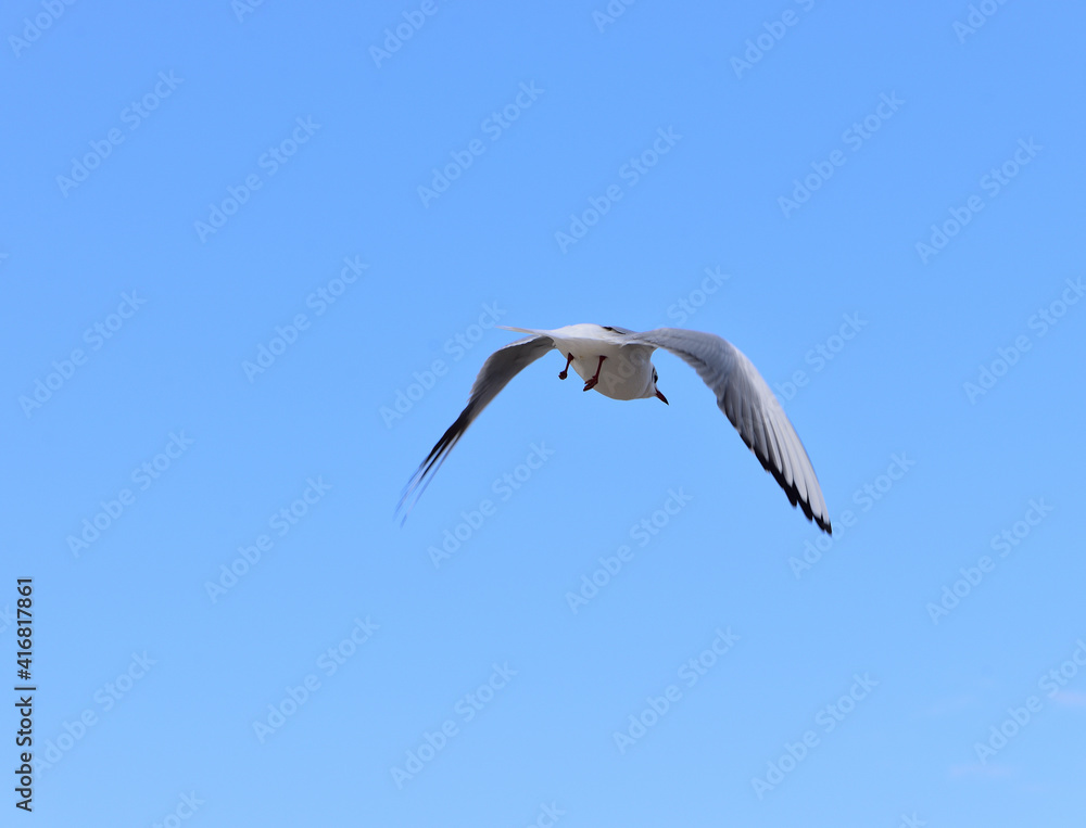 Seagull, spreading its wings wide, conquers the endless blue sky
