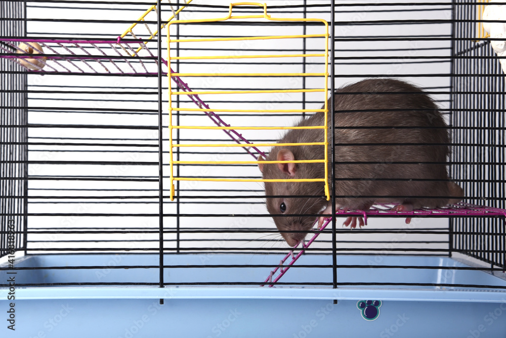 7+ Thousand Caged Rat Royalty-Free Images, Stock Photos & Pictures