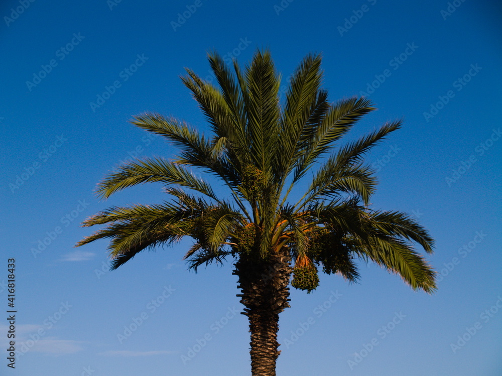 Palm tree on blue sky