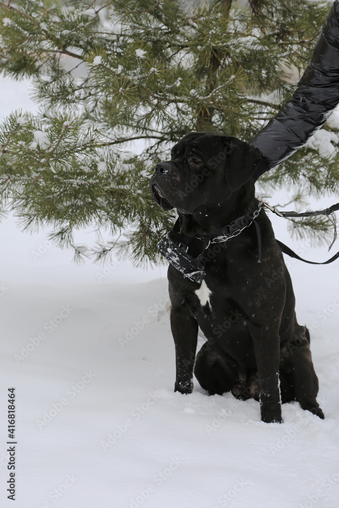 A large dog sits near a pine tree in winter. Cane Corso. A large dog sits near a pine tree in winter. Cane Corso.