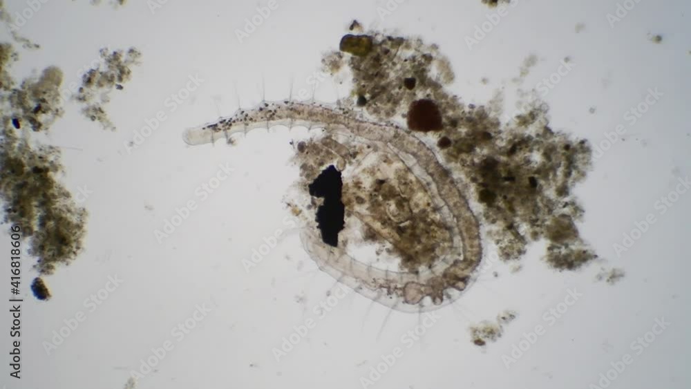 淡水魚の水槽に生息する微生物 淡水魚の水槽に生息する微生物
