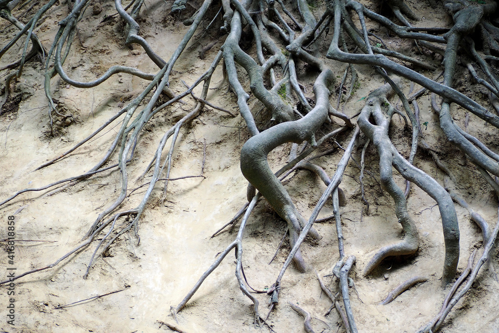 gray thick old tree roots visible from the ground gray thick old tree roots visible from the ground