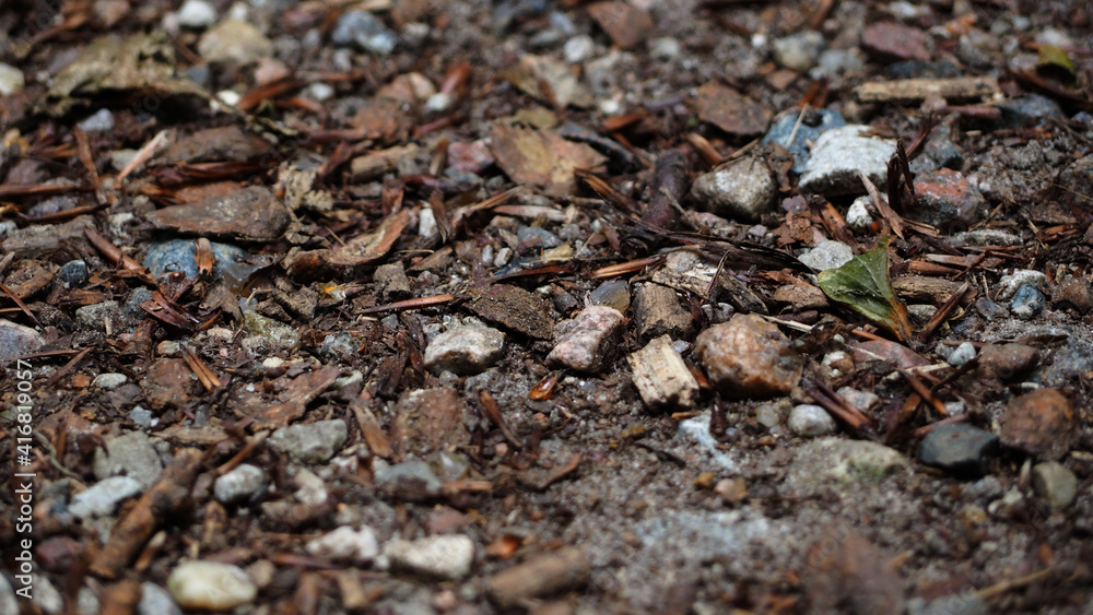 small rocks and dry brown leaves lie close to the ground in the forest . brown background