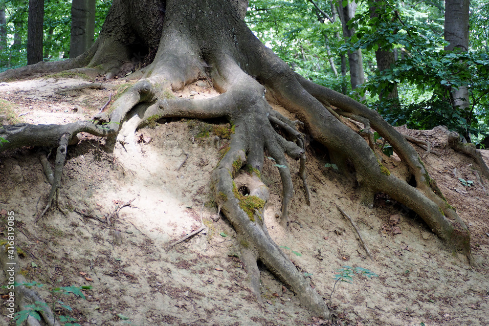 the lower part of an old tree with large roots against a background of green trees . park