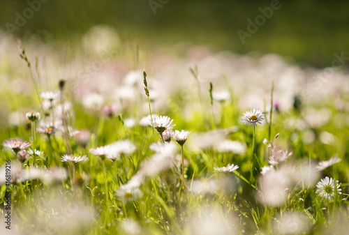 Daisies on a field on a sunny day. Spring background, picture