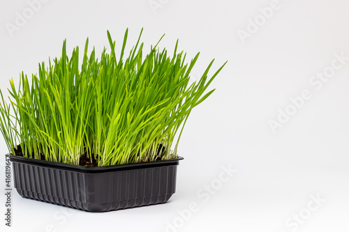 Isolated Green Grass in Black Pot on white backdrop.