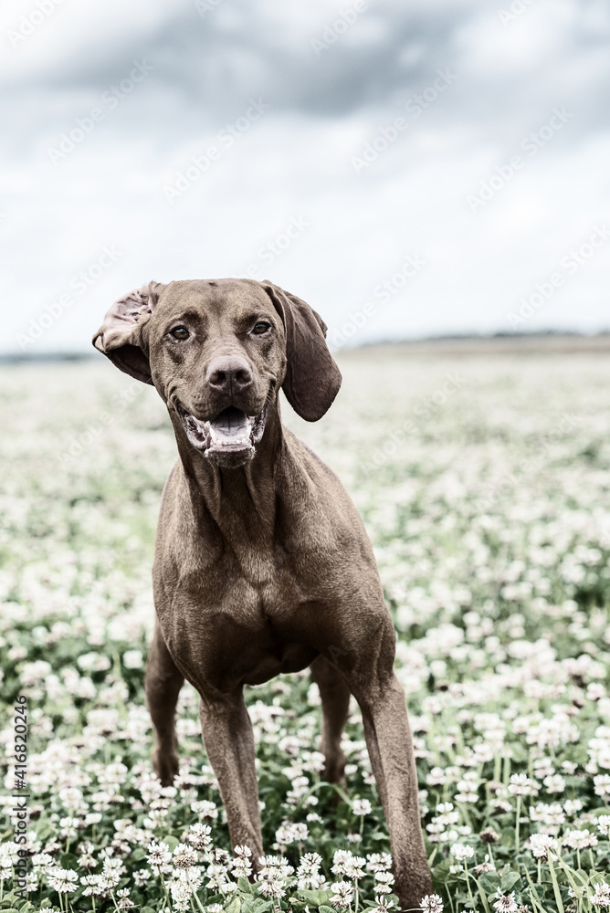 Hungarian vizsla runs across the field. Old black and white photo.