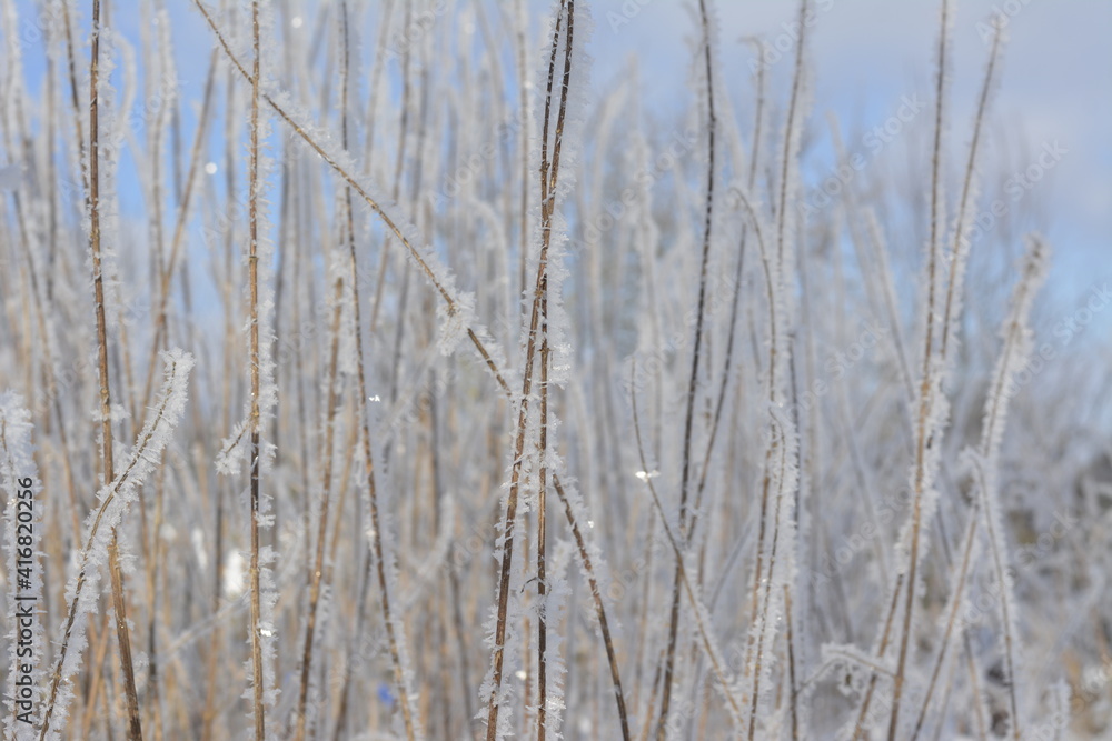 Fototapeta premium Ast